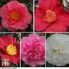 Nurseryman's Choice Camellia 2 Nurseryman's Choice Camellia -Perfect Greenery CAME WKB8702 A
