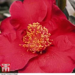 Nurseryman's Choice Camellia -Perfect Greenery CAME WKB8702 D