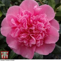 Nurseryman's Choice Camellia -Perfect Greenery CAME WKB8702 E