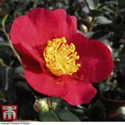 Nurseryman's Choice Camellia -Perfect Greenery CAME WKB8702 F