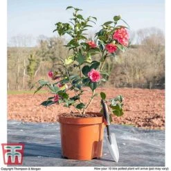 Camellia Japonica 'Doctor King' -Perfect Greenery CAME WKB8709 L