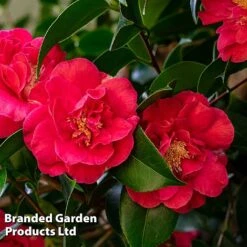 Camellia 'Blooming Wonder Red' -Perfect Greenery CAME 20BLOOMSR L14711