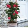 Camellia 'Blooming Wonder Red' -Perfect Greenery CAME 20BLOOMSR T14438