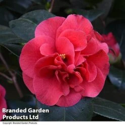 Camellia 'Blooming Wonder Red' -Perfect Greenery CAME 20BLOOMSR T14439
