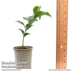 Camellia Japonica 'Doctor King' -Perfect Greenery CAME DRKING9CM T47641