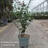Camellia Japonica -Perfect Greenery CAME JAPONICA S45272