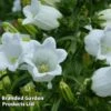 Campanula Medium White -Perfect Greenery CAMP 63940 A