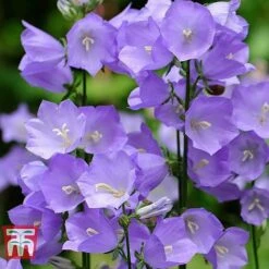 Campanula Persicifolia 'Telham Beauty' -Perfect Greenery CAMP 63946 B