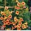 Campsis X Tagliabuana 'Indian Summer' -Perfect Greenery CAMP T62546 A3