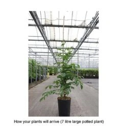 Campsis X Tagliabuana 'Yellow Trumpet' -Perfect Greenery CAMP T67892 B h