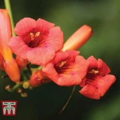 Campsis X Tagliabuana 'Madame Galen' -Perfect Greenery CAMP t58013TM C