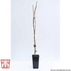 Campsis X Tagliabuana 'Madame Galen' -Perfect Greenery CAMP t58013TM D