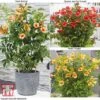 Campsis Trio 1 Campsis Trio -Perfect Greenery CAMPS KB3123 A1