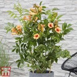 Campsis X Tagliabuana 'Indian Summer' -Perfect Greenery CAMP INDIANSUM S07518