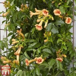 Campsis X Tagliabuana 'Indian Summer' -Perfect Greenery CAMP INDIANSUM S07519
