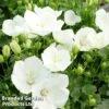 Campanula Carpatica 'Pearl White' 2 Campanula Carpatica 'Pearl White' -Perfect Greenery CAMP PEARLWHIT1