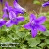 Campanula 'Resholt Variety' -Perfect Greenery CAMP RESHOLTVA L44933