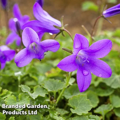 Campanula 'Resholt Variety' 3 Campanula 'Resholt Variety'