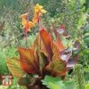Canna Tropicanna -Perfect Greenery CANN KA8513 A