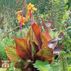Canna Tropicanna