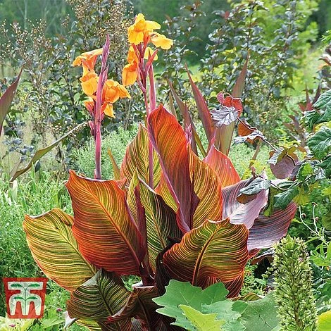 Canna Tropicanna 3 Canna Tropicanna