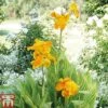 Canna 'Tropicanna Gold' -Perfect Greenery CANN T63207 A