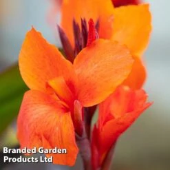 Canna X Generalis 'Cannova Collection' -Perfect Greenery CANN CANNBRONZ U34358