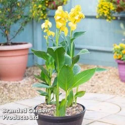 Canna X Generalis 'Cannova Collection' -Perfect Greenery CANN CANNYELLO U34365