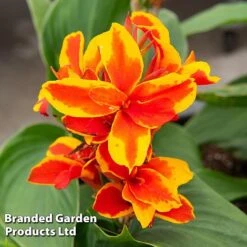 Canna X Generalis 'Cannova Collection' -Perfect Greenery CANN REDGOLDFL T407131