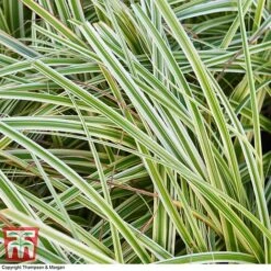 Carex 'Feather Falls' -Perfect Greenery CARE 0821 A4