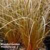 Carex Comans Bronze -Perfect Greenery CARE KA4186 A