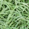 Carex Morrowii 'Variegata'