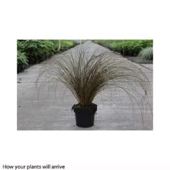 Carex 'Milk Chocolate' -Perfect Greenery CARE T66100 A h