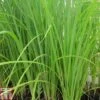 Carex Acuta (Marginal Aquatic) -Perfect Greenery CARE T78116 A h