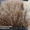 Carex Buchanii -Perfect Greenery CARE BUCHANANI S38337