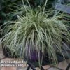 Carex Oshimensis 'Evercream' 2 Carex Oshimensis 'Evercream' -Perfect Greenery CARE EVERCREAM S45273