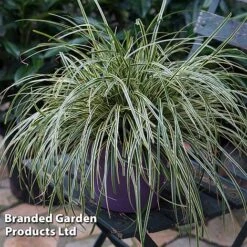 Carex Oshimensis 'Evercream'