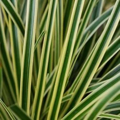 Carex Oshimensis 'Evercream' -Perfect Greenery CARE EVERCREAM S45274 NOW