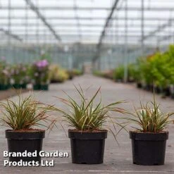 Carex Morrowii 'Everglow' (Evercolour Series) -Perfect Greenery CARE EVERGLO3L S30712