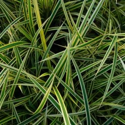 Carex Morrowii 'Everglow' (Evercolour Series) -Perfect Greenery CARE EVERGLOW W30348 NOW1