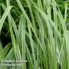 Carex Oshimensis 'Everlime' -Perfect Greenery CARE EVERLIME S45275