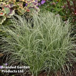 Carex Comans 'Frosted Curls'