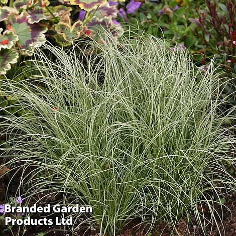 Carex Comans 'Frosted Curls' 3 Carex Comans 'Frosted Curls'