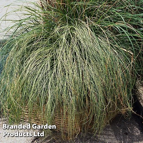 Carex Comans 'Frosted Curls' 4 Carex Comans 'Frosted Curls' - Image 2