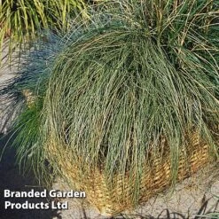 Carex Comans 'Frosted Curls' 10 Carex Comans 'Frosted Curls' -Perfect Greenery CARE FROSTCURL S43375