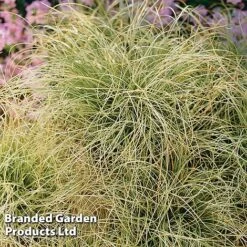 Carex Comans 'Frosted Curls' 11 Carex Comans 'Frosted Curls' -Perfect Greenery CARE FROSTCURL S43376