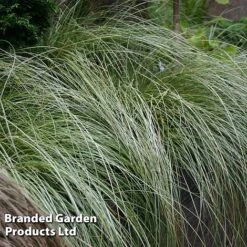 Carex Comans 'Frosted Curls' 12 Carex Comans 'Frosted Curls' -Perfect Greenery CARE FROSTCURL S43377