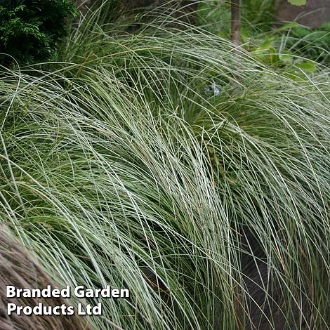 Carex Comans 'Frosted Curls' 7 Carex Comans 'Frosted Curls' - Image 5