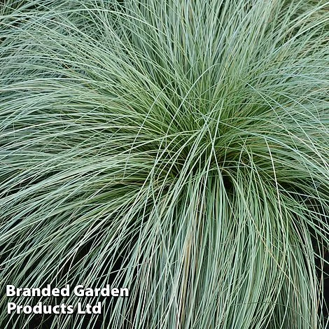 Carex Comans 'Frosted Curls' 8 Carex Comans 'Frosted Curls' - Image 6