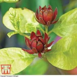 Carolina Allspice -Perfect Greenery CARO T45385 C